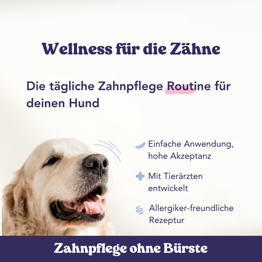 Pflege leicht gemacht: Für Hunde, denen Bürsten zu viel ist. Entwickelt mit Tierärzt:innen. Hohe Akzeptanz. Grinsender Hund